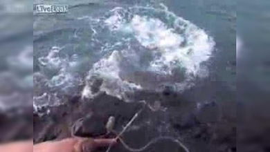 Tira y afloja con un tiburón