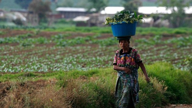 La Justicia de Guatemala suspende la polémica 'ley Monsanto'