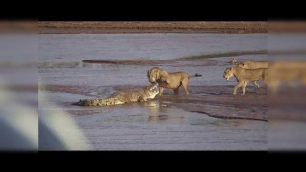 Batalla mortal: violenta lucha entre un cocodrilo y tres leones