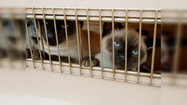 800 gatos no se convertirán en el plato del día gracias a la policía china