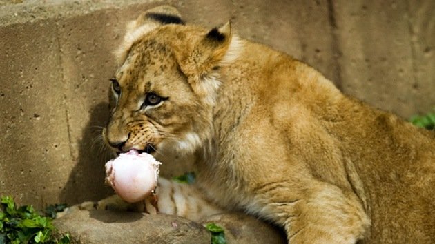 En las 'garras' del tráfico de animales: Odisea rusa de un bebé león