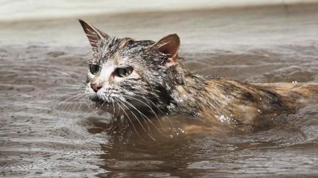 Fotos: Miles de mascotas perdidas buscan a sus dueños tras el paso de Sandy
