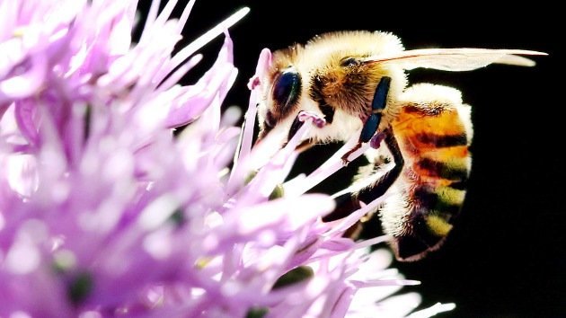 Investigan la muerte de millones de abejas en Gerona