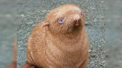 Una foca albina encuentra casa en el Mar Negro