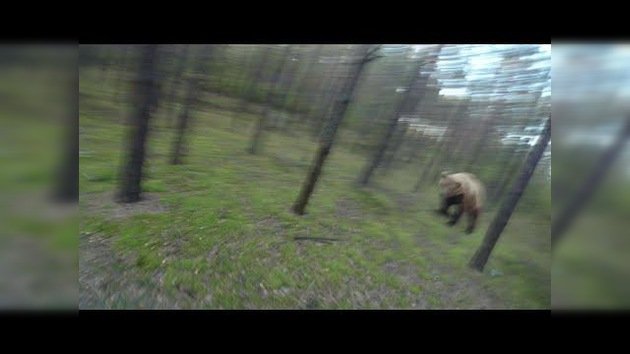 Esto es lo que se siente cuando escapas de un oso pardo en el bosque