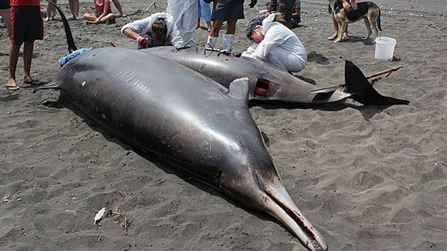 Identifican en Nueva Zelanda a la ballena más extraña del océano