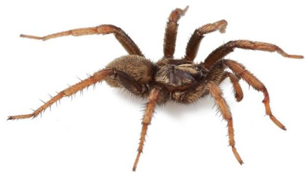 Bautizan una nueva especie de araña en honor a Obama