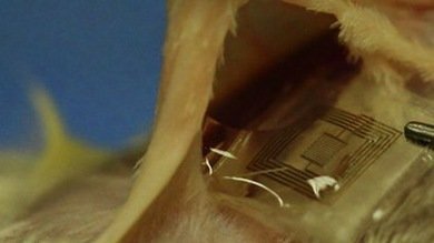 Crean implantes electrónicos 'solubles' en el cuerpo humano