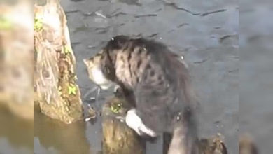 El gato pescador ruso
