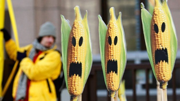 China da la espalda al maíz transgénico de EE.UU.