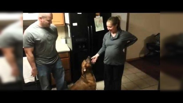 El perro que no deja que nadie toque el vientre de una joven embarazada