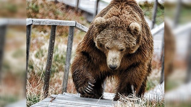 No es un mito: en Rusia los osos pasean por las calles 