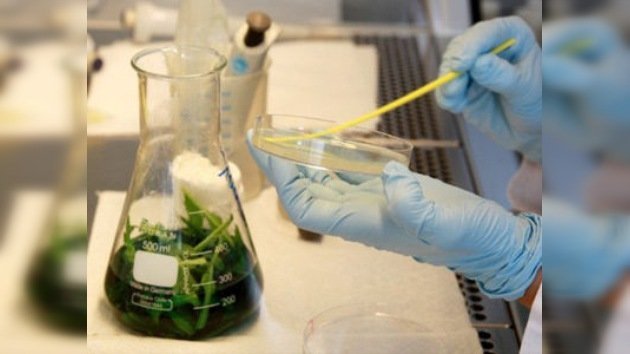 Alemania da por controlado el brote de E.coli