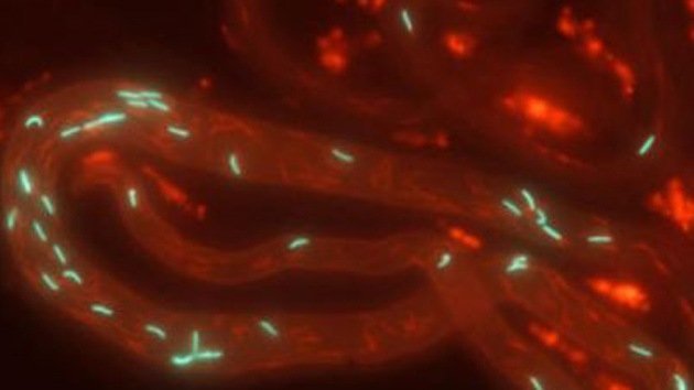 Primer video en 3D de espermatozoides en movimiento