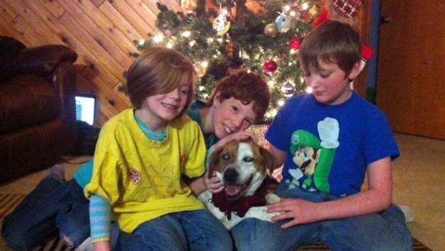 Milagro navideño: una perra ciega perdida en Alaska, vuelve a su hogar