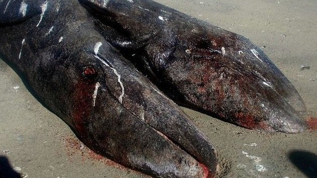 Video: Hallan en la costa mexicana las primeras ballenas grises siamesas