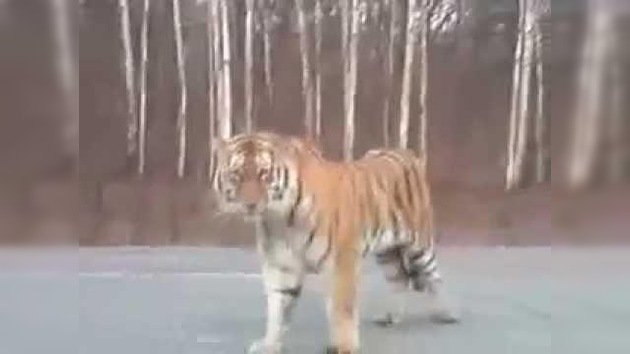 Tres hombres se encuentran un tigre en plena carretera en Rusia