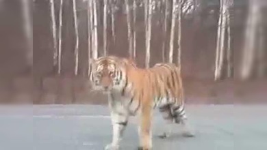Tres hombres se encuentran un tigre en plena carretera en Rusia