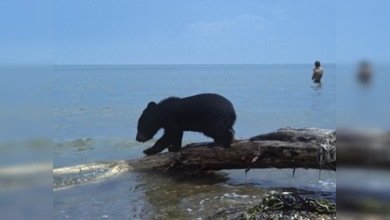 Las lluvias de febrero despertaron a los osos de las Islas Kuriles