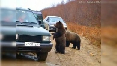 Osos rusos, cada vez más cerca de los hombres