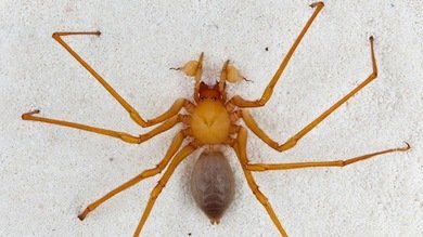 Descubren al yeti de las arañas