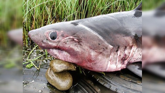 En el Lejano Oriente capturan al presunto 'tiburón asesino'