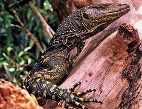 Las más destacadas especies biológicas descubiertas en 2010