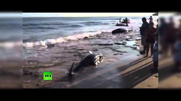 Decenas de orcas llegan a las playas de Brasil