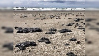 Las costas de Nueva Zelanda ante la amenaza tóxica del Rena