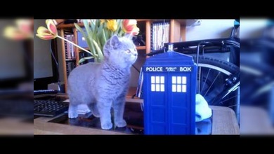 Un gatito pone ‘cara de asombro’ ante un juguete