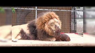 Un perro salchicha, el mejor dentista para un león