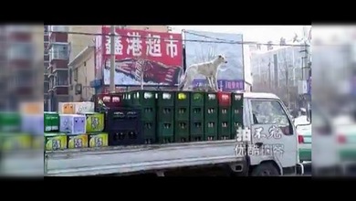 Un perro vigila la cerveza de un camión incluso mientras este está circulando