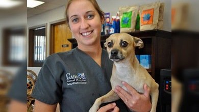 El largo callejeo de un chihuahua: 5.000 kilómetros en dos años