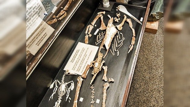 Reconstruyen el fósil del pingüino prehistórico más grande