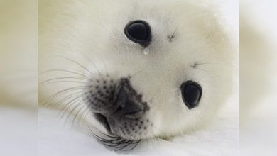 Nudistas protestan en Washington contra la caza de focas