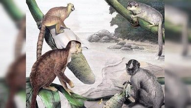 ¿Los antepasados del hombre se originaron en Asia?