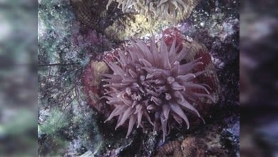 Oceanógrafos estudiarán las profundidades del Mar de Japón 