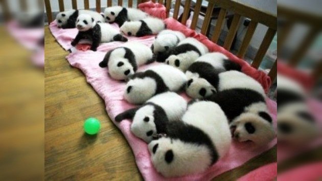 China pasa lista a los osos panda