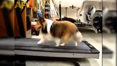 Los perros también hacen trampas a la hora de ponerse a hacer ejercicio
