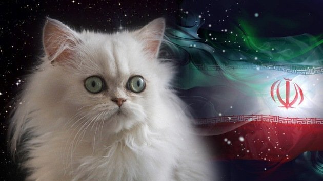 Irán se plantea enviar un gato persa al espacio