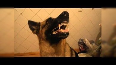 Chazz, el perro del humor cambiante