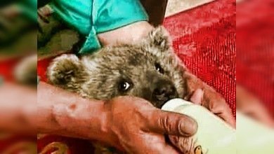 Dos oseznos abandonados por su madre juegan con un cachorro de tigre en una reserva china