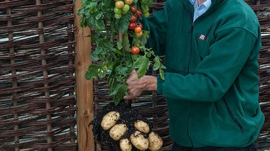TomTato: un 'monstruo vegetal' sale al mercado