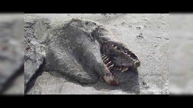 Aparece una monstruosa criatura en una playa de Nueva Zelanda
