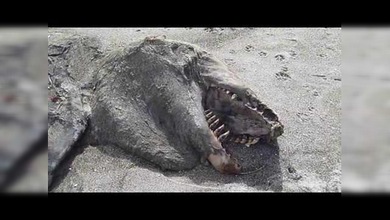 Aparece una monstruosa criatura en una playa de Nueva Zelanda