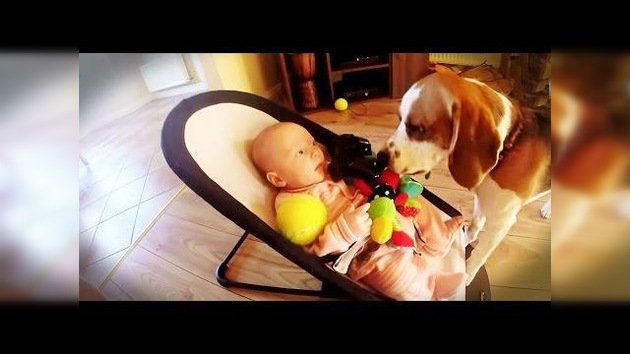 Perro pide perdón a un bebé de la manera más generosa posible
