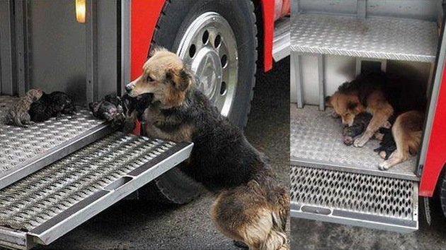 Foto: Perra 'heroína' salva a sus cachorros de un incendio