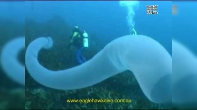 Extraños organismos marinos con forma de tentáculo gigante sorprenden a los buzos