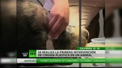 La primera cirugía plástica de un animal se realiza en EE. UU. 