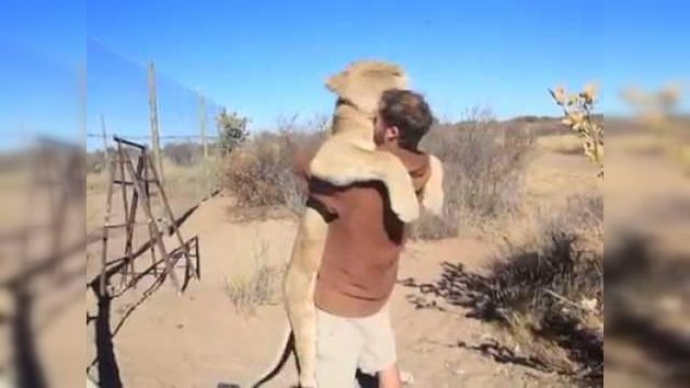 Una enorme leona se lanza hacia un hombre indefenso... para darle un abrazo